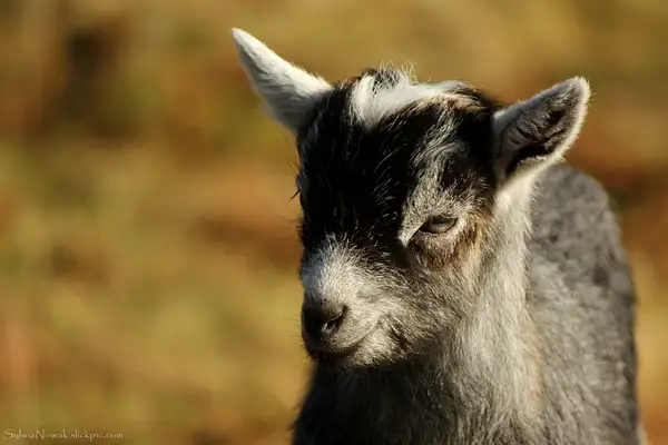 A young goat by Sylwia Nowak