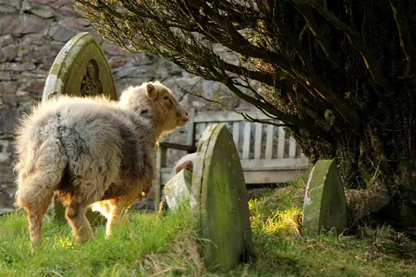 A sheep visiting a cemetery by Sylwia Nowak