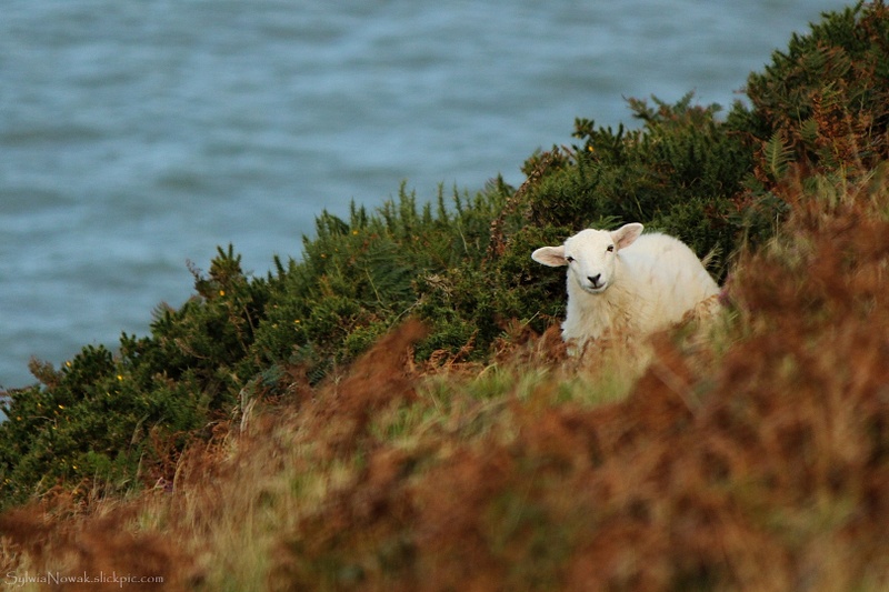A lost Sheep