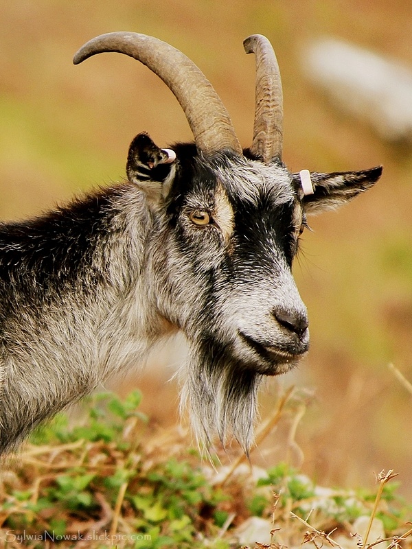 A portrait of a Lynton Goat