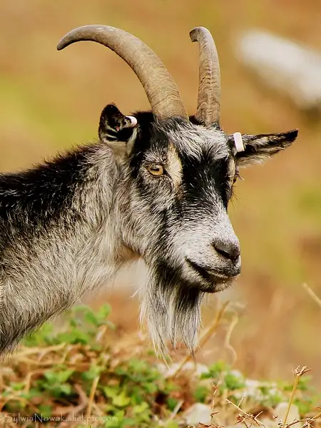 A portrait of a Lynton Goat by Sylwia Nowak