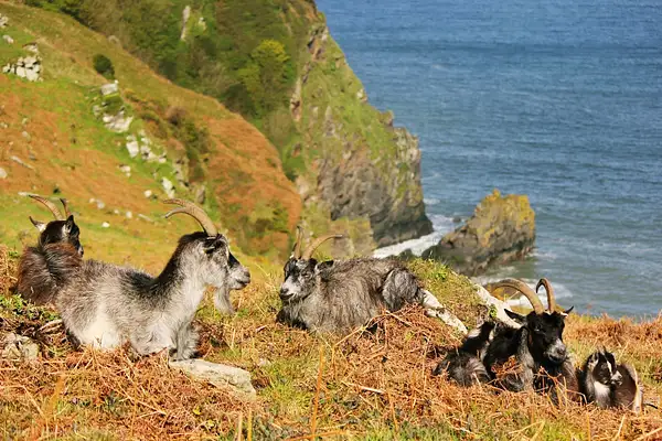 Lynton Goats, Exmoor, England by Sylwia Nowak
