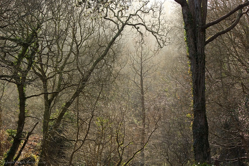 Misterious Woods, Exmoor, England