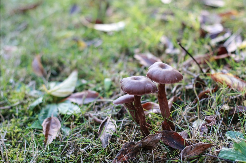 mushrooms 02