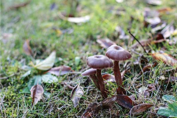 mushrooms 02 by LeslieElliott