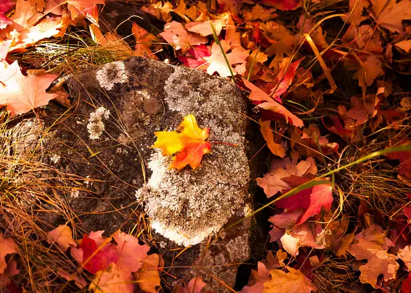 Leaves and Lichen by Jennifer Kelley