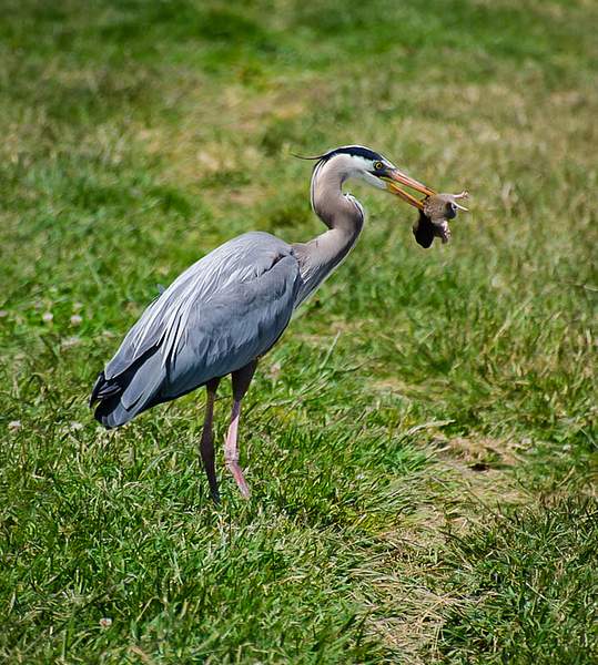 Great Blue Heron/gopher by JerryRobinson