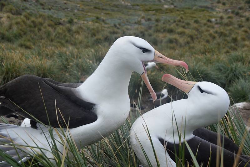 Albatross Pair on South Shetlands