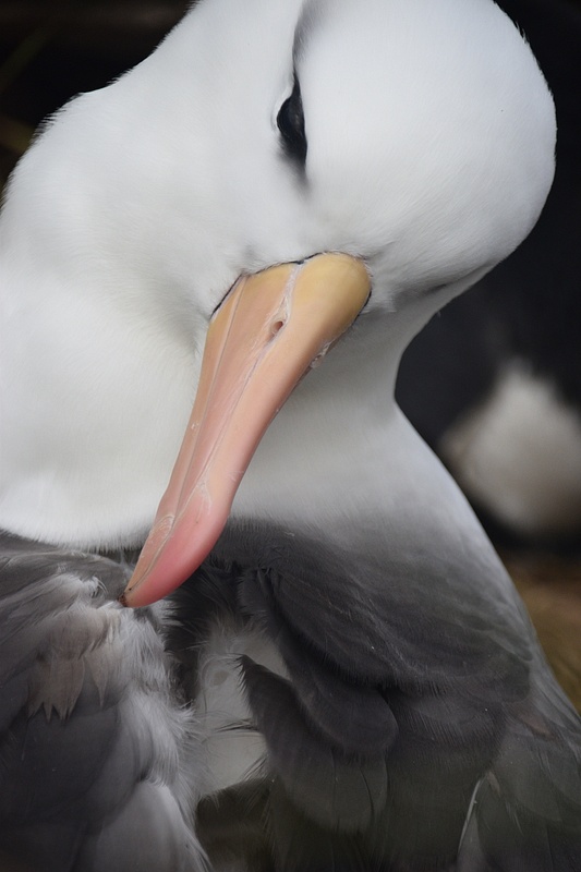 Albatross on South Shetland Islands