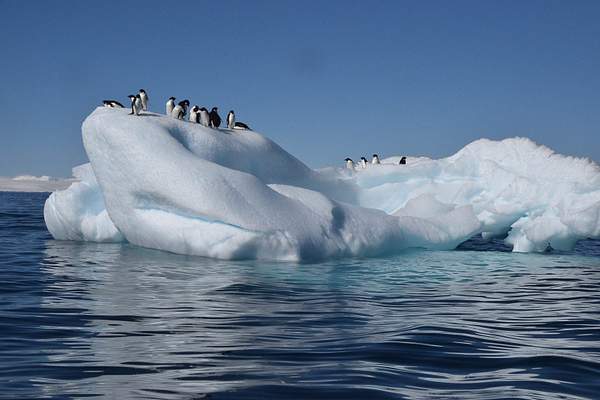 Adeelie Penguins, Antarctica by DianaRobinson