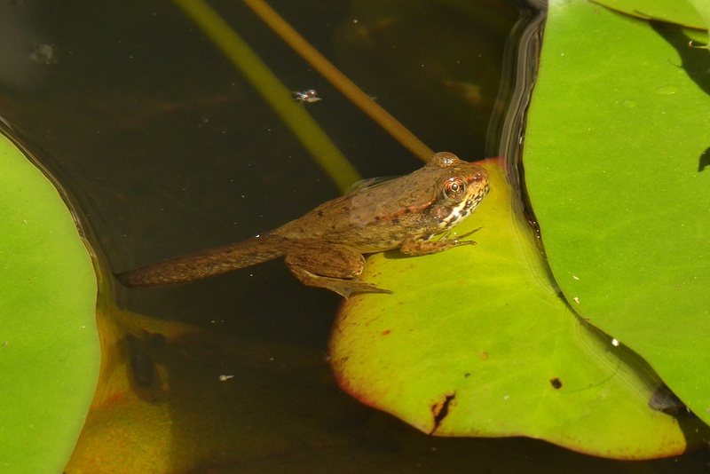 P1460481 Closeup of Profile tadpole on lilypad