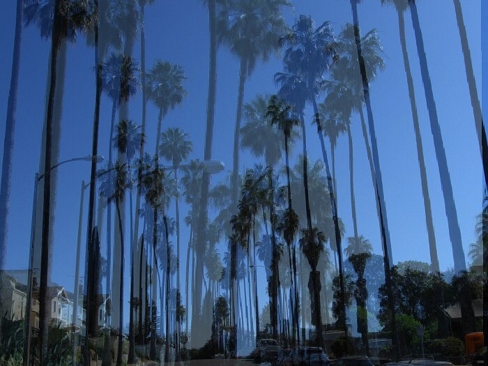 palm tree edit