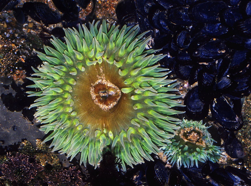 anemones-1