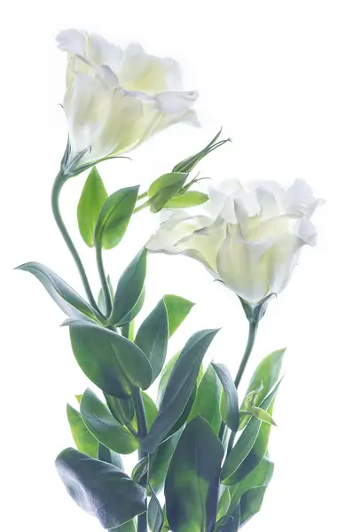 Lisianthus Pair by FotoClaveGallery2017