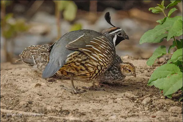 Quail_Male_02_LR by FotoClaveGallery2017