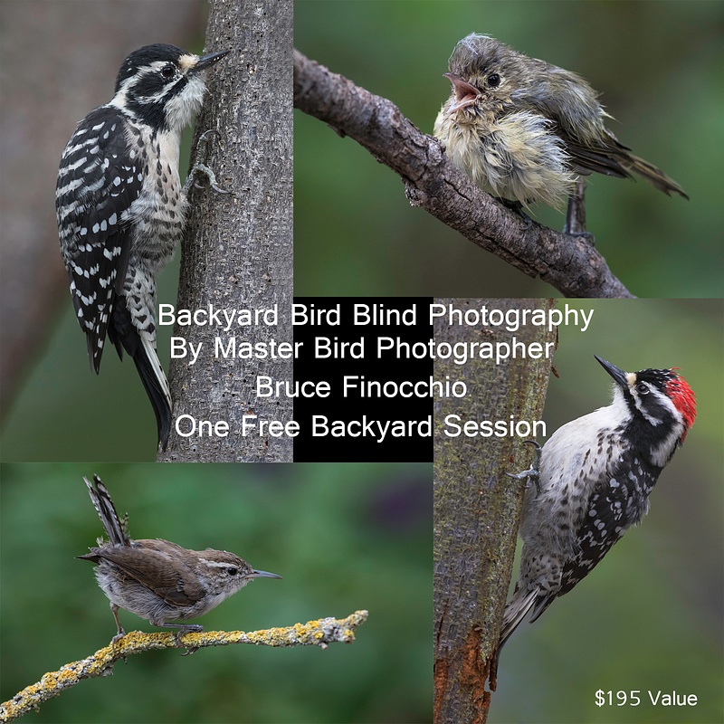 Backyard Bird Blind Photography