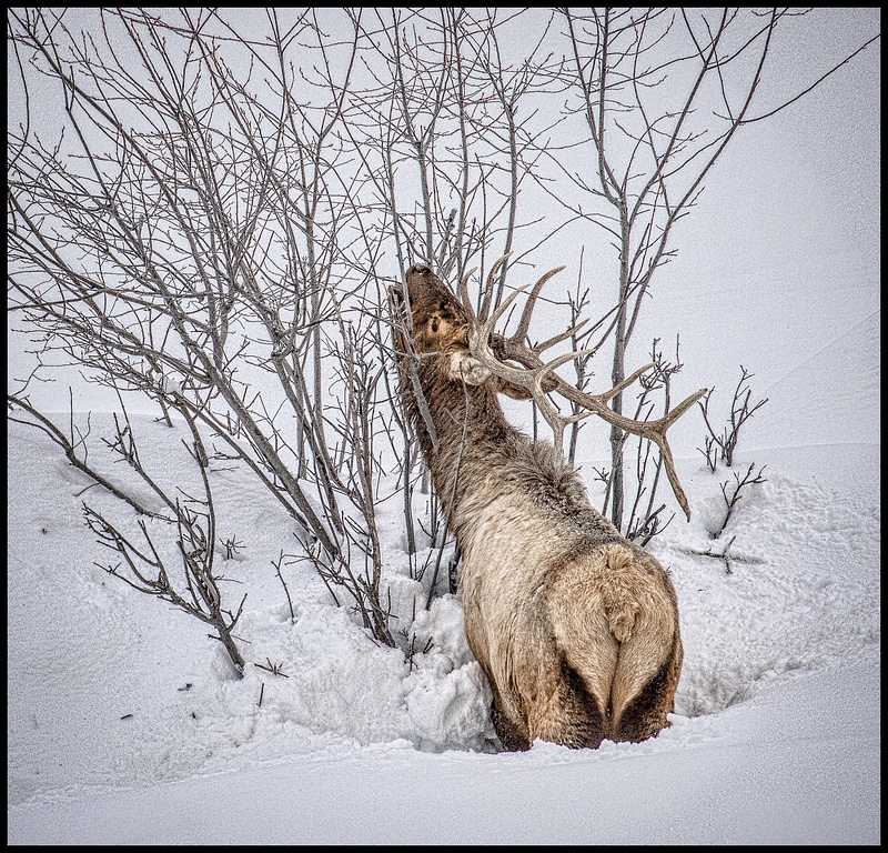 Bull Elk tries to survive on dry shoots in harsh winter at Yellowstone National Park.