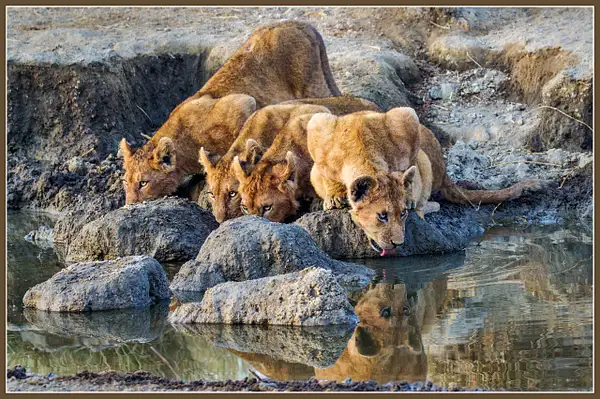 Lion Cubs Drink in the Serengeti by FotoClaveGallery2017