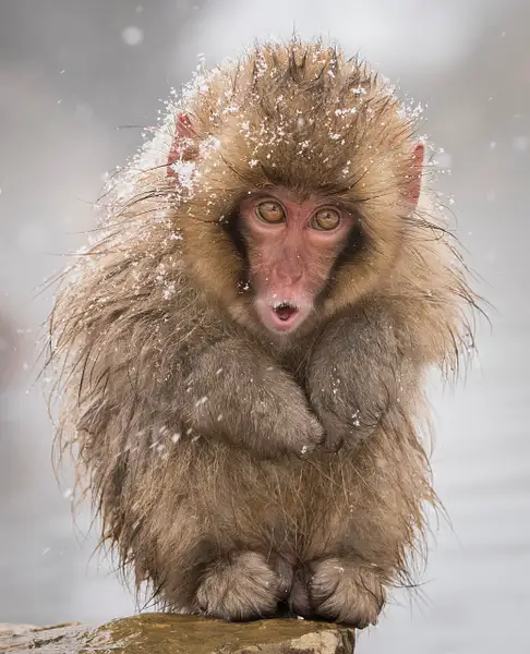 Infant Snow Monkey by FotoClaveGallery2017