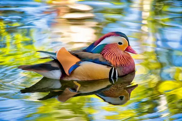 Magnificent Mandarin by FotoClaveGallery2017