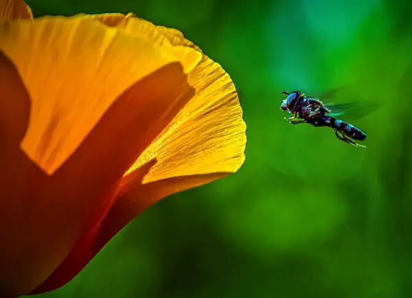 Incoming Pollinator by FotoClaveGallery2017
