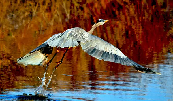 Blue Heron in Flight by FotoClaveGallery2017