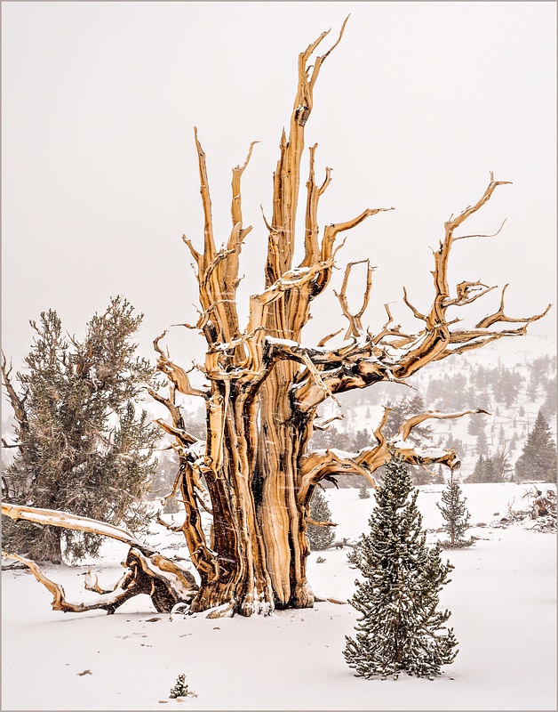 Bristlecone Pines In May Storm