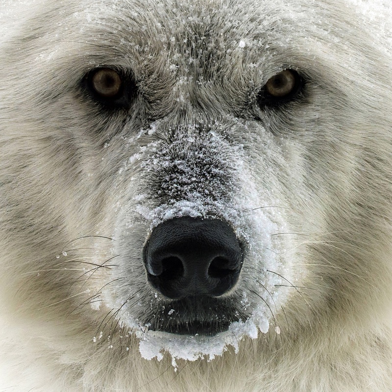 Winter Wolf Stare Down