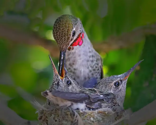 Anna's Hummingbird feeding its babies by...