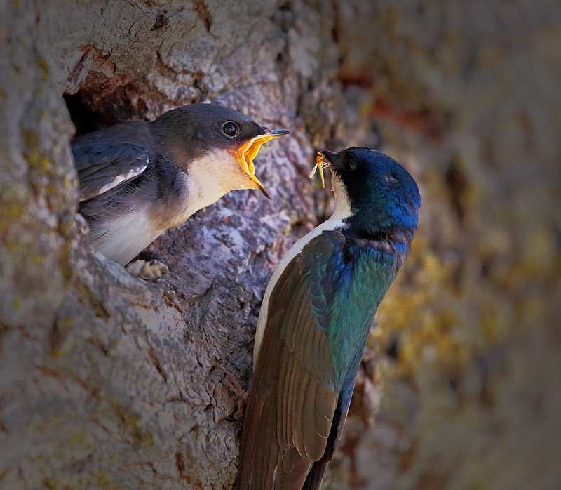 Male Tree Swallow feeds his baby