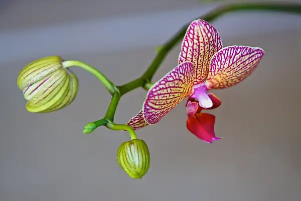 Orchid February 2011 by arichimage by arichimage