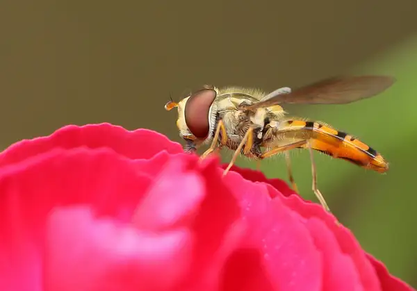 Hoverfly by DavidOre58925