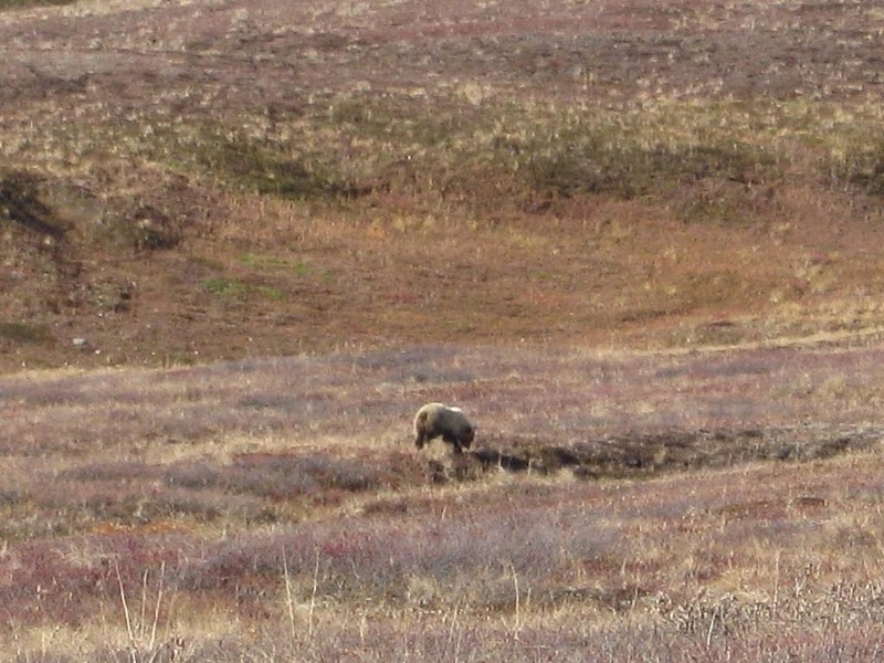 Grizzly_from_Denali_Park_Road