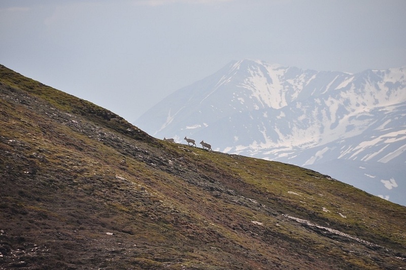 Dall_Sheep_from_Alaska_Range_Hike
