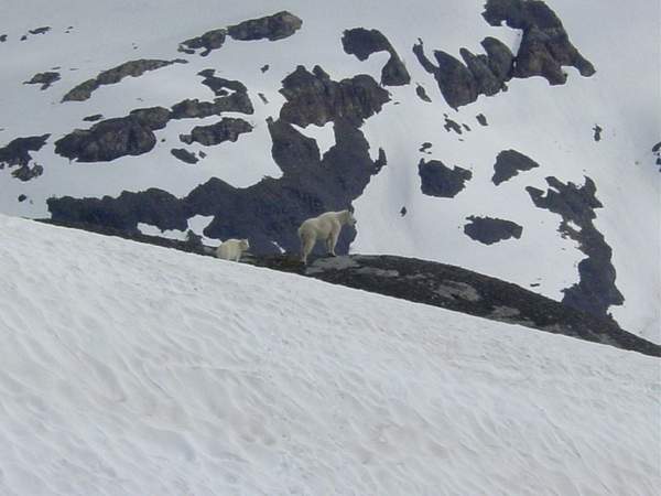 Mountain_Goat_near_Harding_Icefield,_Seward by WillWright