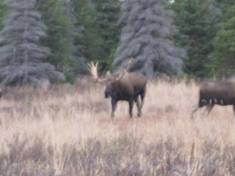 Moose_in_Chugach_State_Park