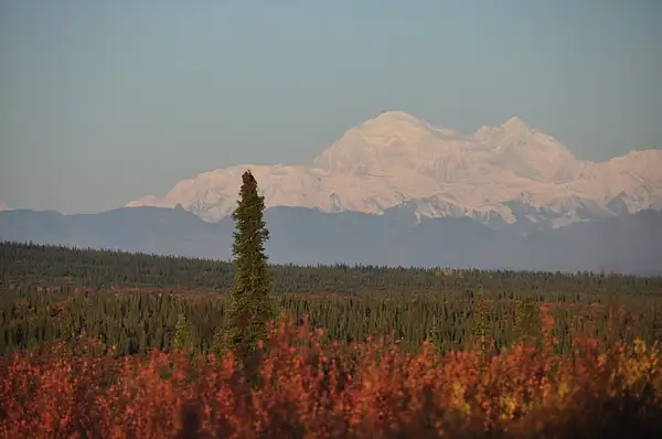Denali_from_Denali_Highway by WillWright