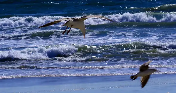 gulls on the beach venice beach ca 2014 by Danielle...