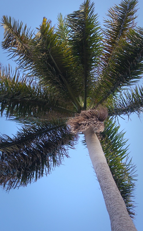 Palmier palmier !