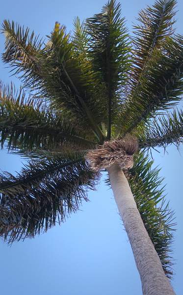 Palmier palmier ! by EmmaPoret