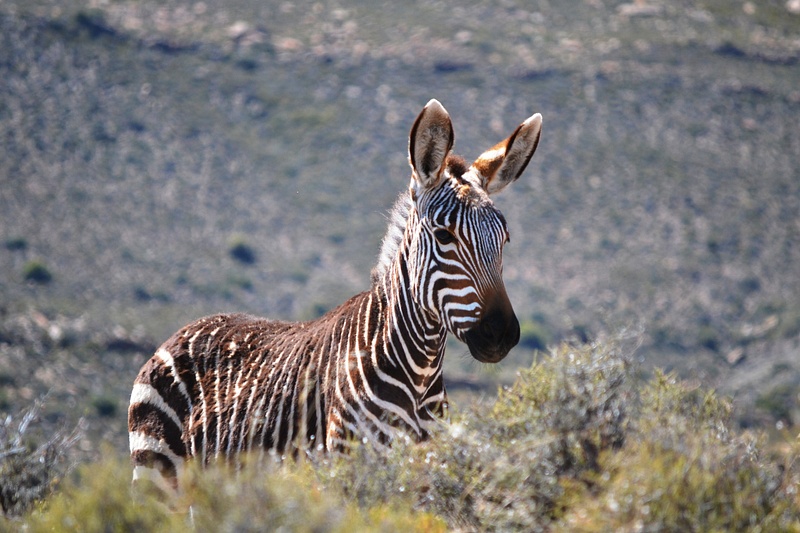 Cape Mountain zebra
