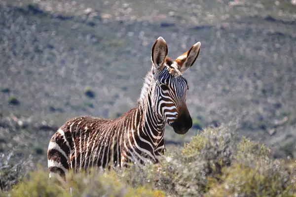 Cape Mountain zebra by Rene De Klerk