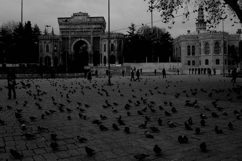 Legions of Pigeons at the University of Istanbul