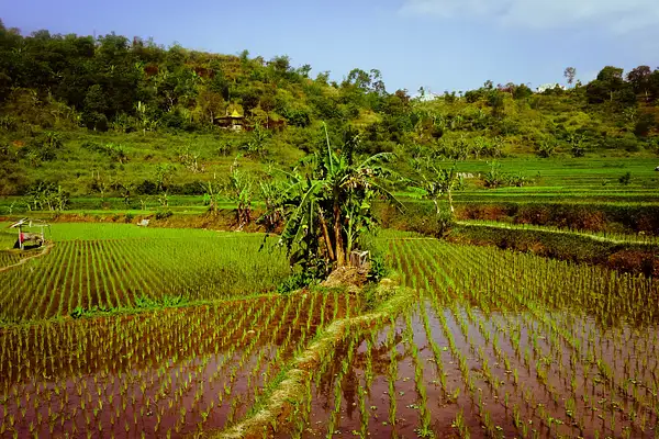 paddy fields near Situ Patenggang, Bandung by...