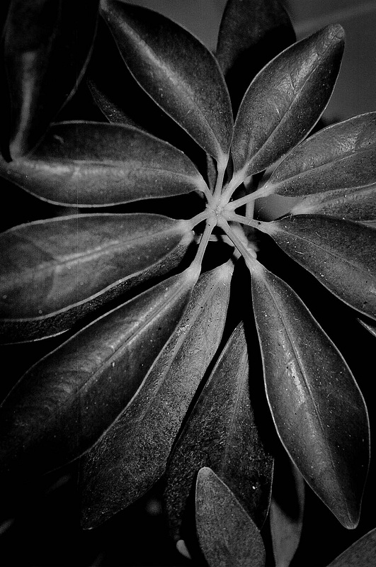 leaves observed
