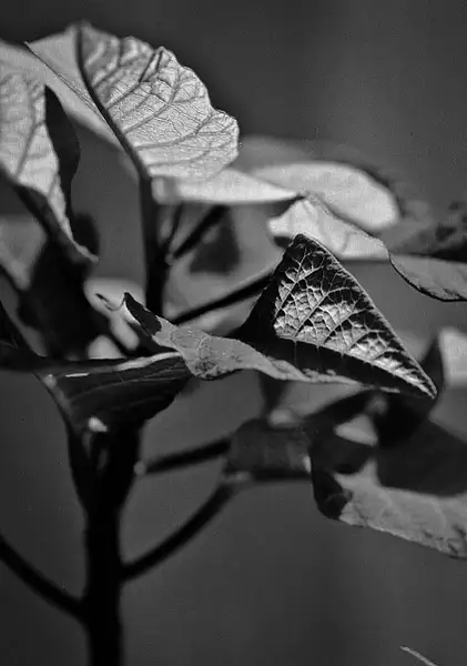 leaves observed by AttarPortfolio
