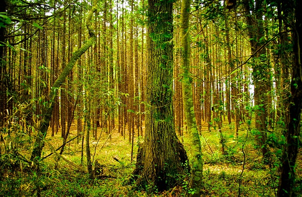 forest-park of utsunomiya 2