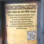 Dromiceiomimus