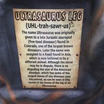 Ultrasaurus Leg