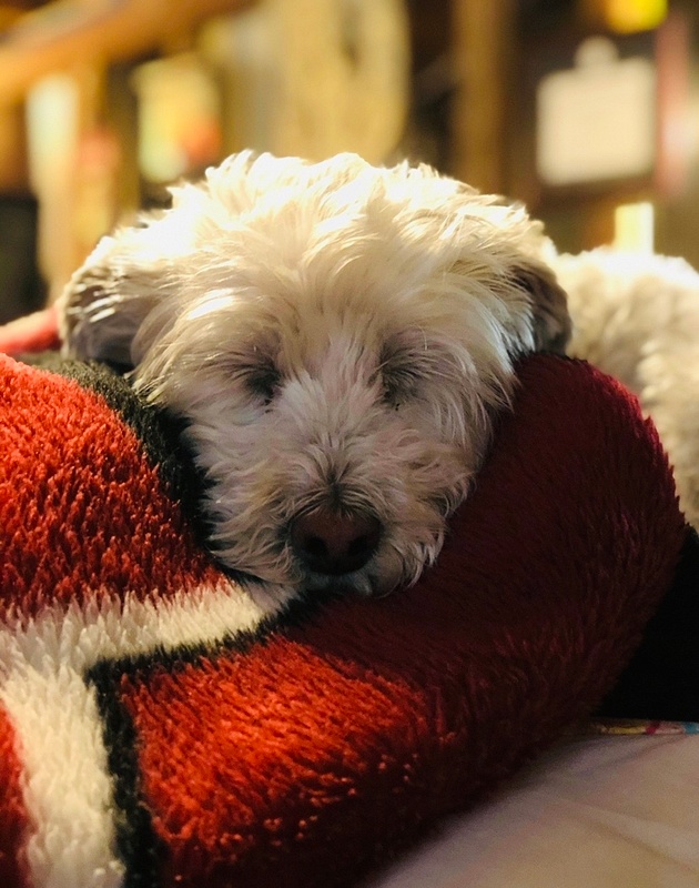 Mini Course Pet Photography - Sleeping and Close Ups (4)